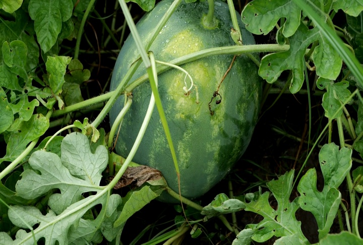Watermelons are good to eat and easy to grow