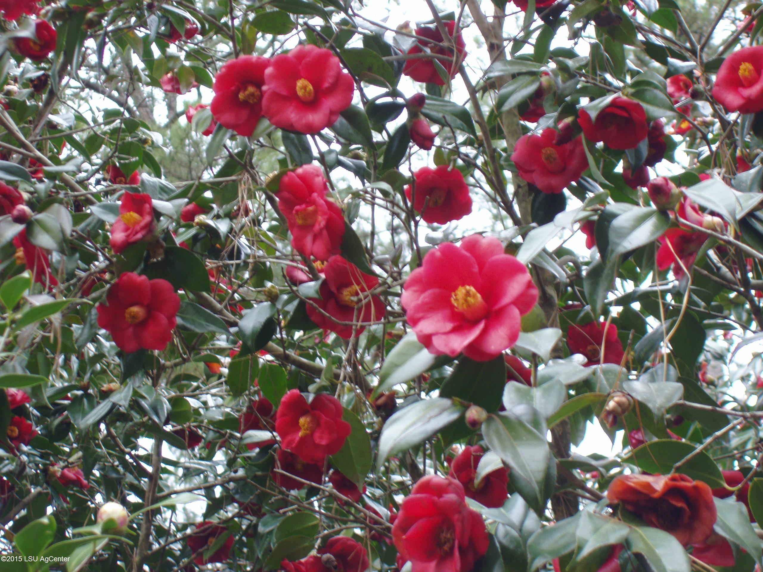 Louisiana State Horticulture Society to meet Jan. 13