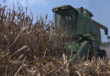 Louisiana corn crop shows promising yield