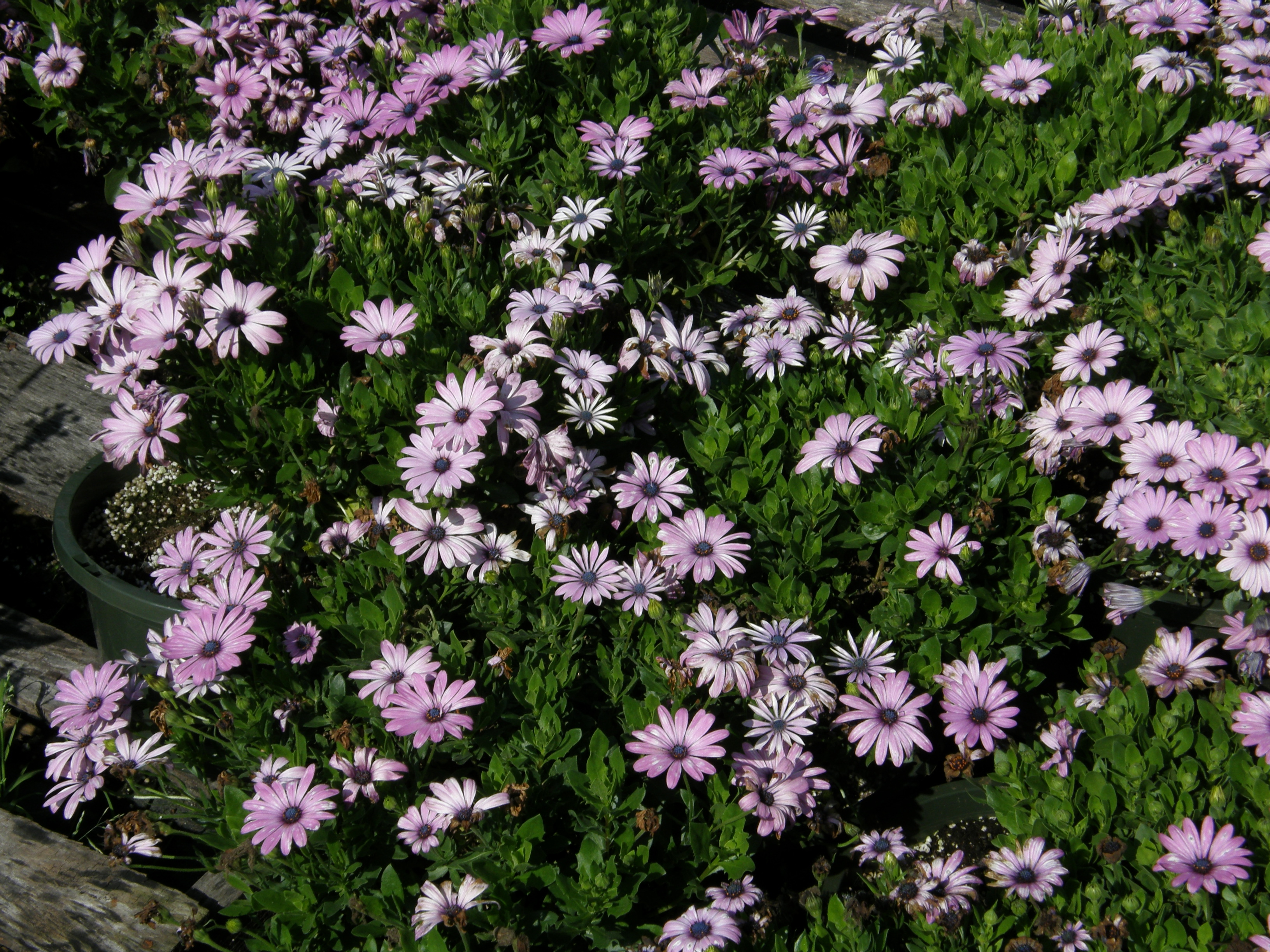 Osteospermum African Daisy