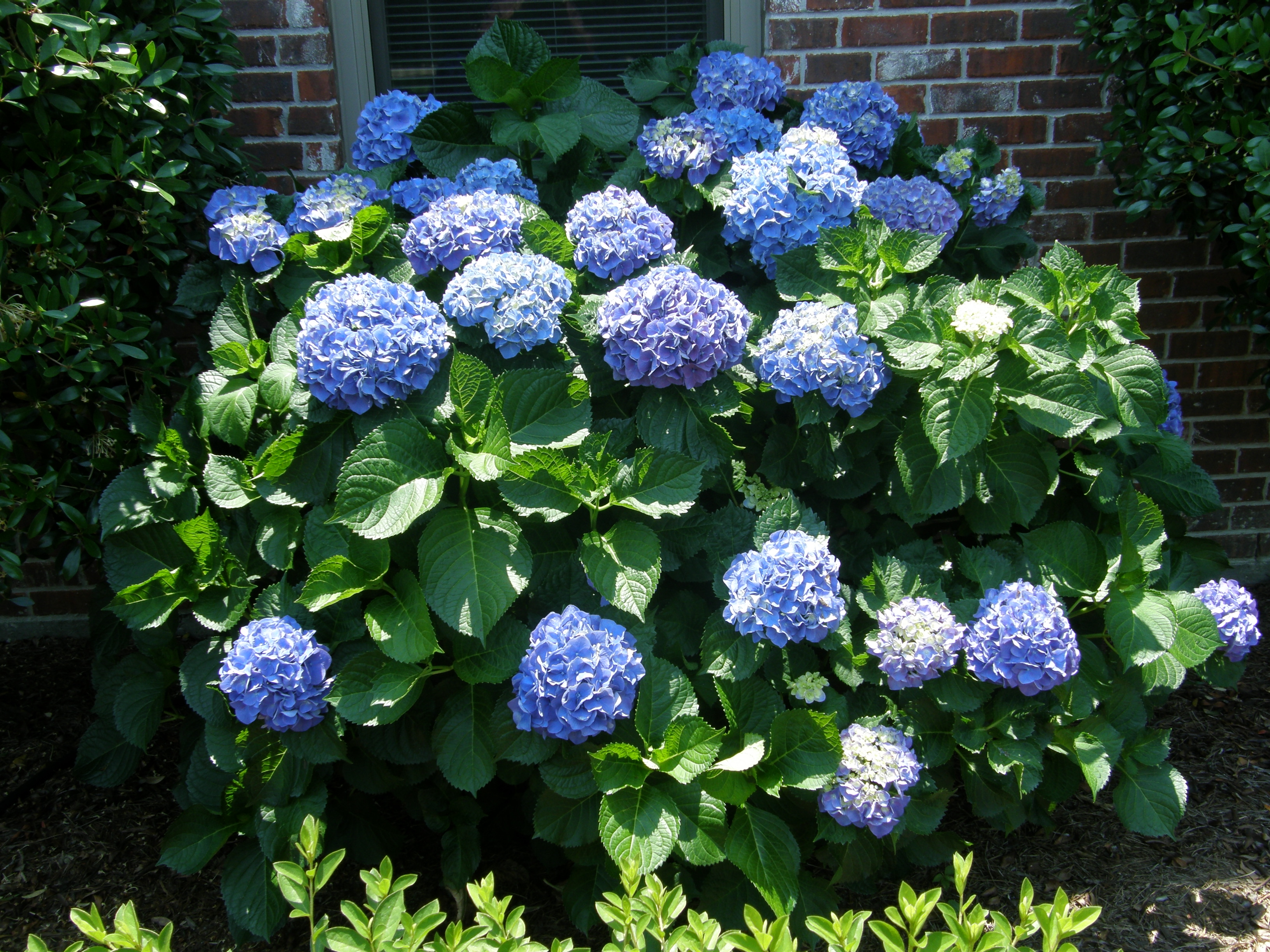 Annual Plant Sale