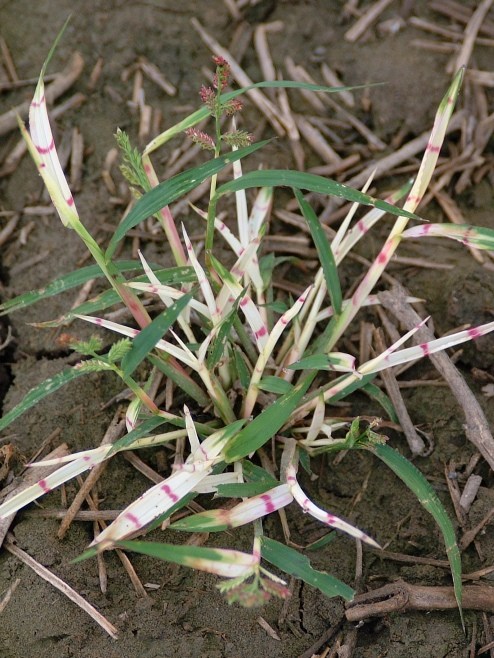 Jungle Rice (Echinochloa colona)