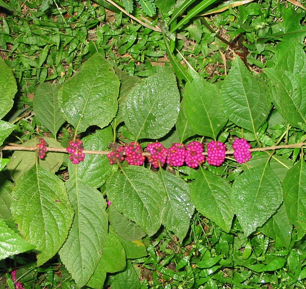 Callicarpa