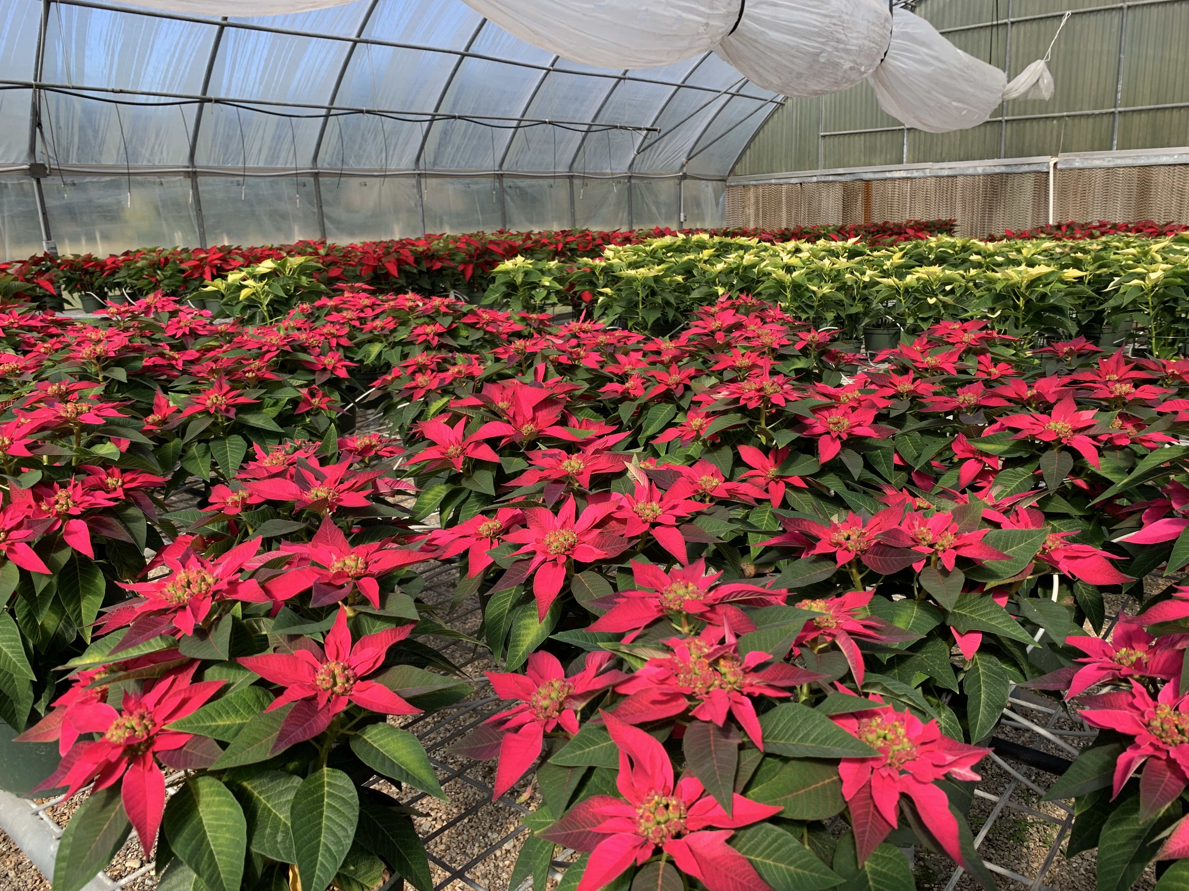 Enjoy plants, nature and history this winter at Burden Museum & Gardens
