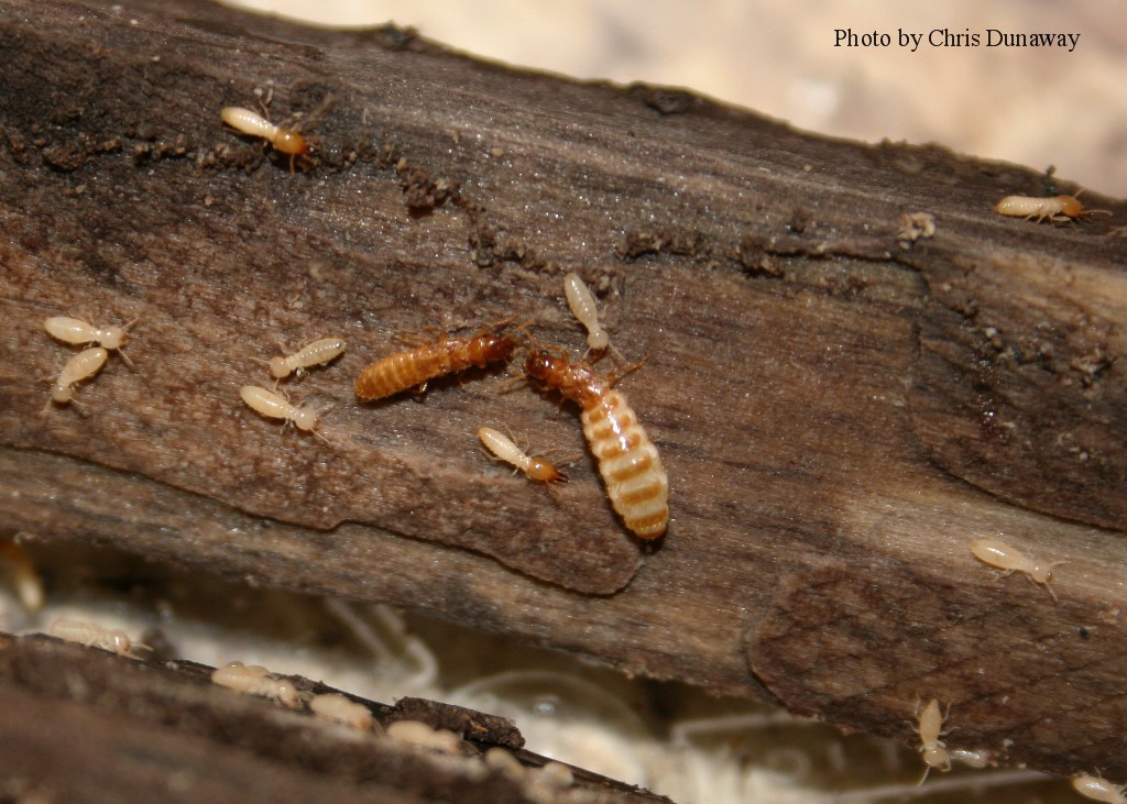 Colony Members and Life Cycle
