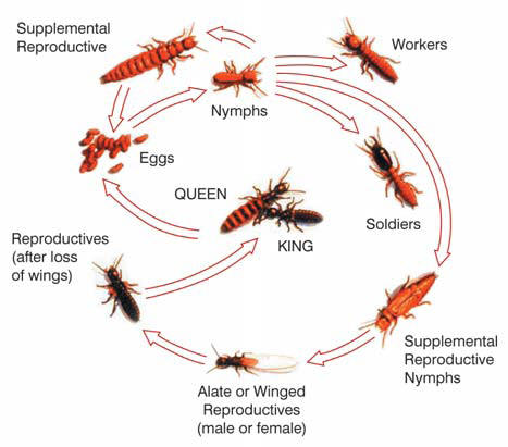 Termite Life Cycle