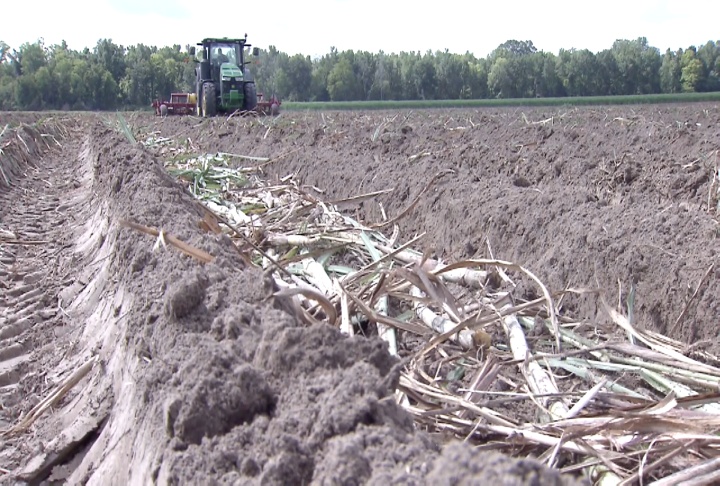 Sugarcane planting delayed by wet weather