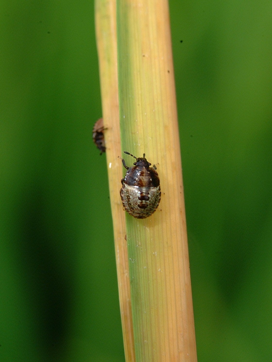Amaurochrous Dubius Nymph