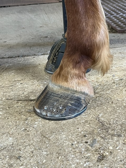 Close-up of a horse’s lower leg and hoof standing on a concrete surface. The hoof is fitted with a metal horseshoe secured by visible nail holes, indicating recent or active use. 