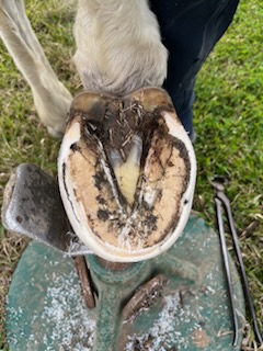 Close-up view of the underside of a horse’s hoof held on a hoof stand outdoors. The hoof is freshly cleaned or trimmed, clearly showing the frog (V-shaped central structure), sole, and hoof wall. 