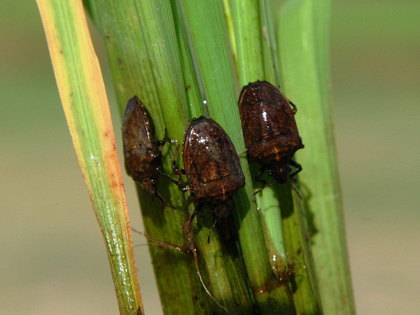Amaurochrous Dubius Adults 2