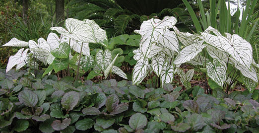A flowerbed with tall, heat-shaped, white and green veriegated caladiums standing over some short dark green and purplish ornamental plants.