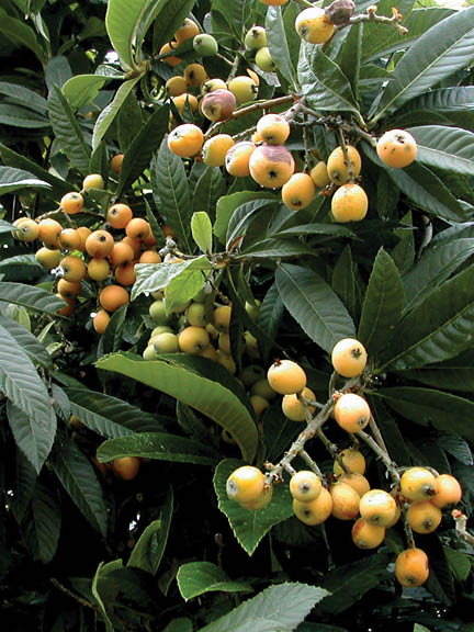 Several limbs in covered in long dark leaves and bunches of light orange loquat fruits.