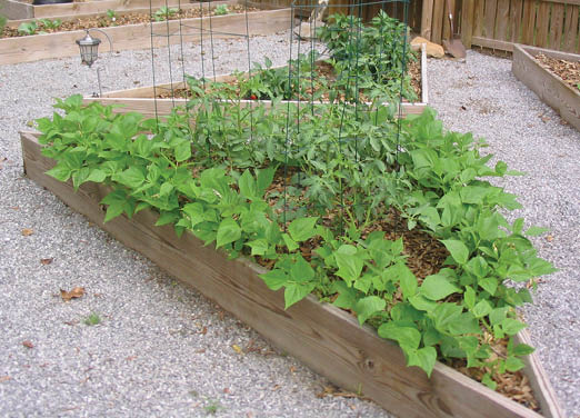 Two wood framed, triangular garden beds surrounded by pea gravel and filled with young snap bean and tomato plants.