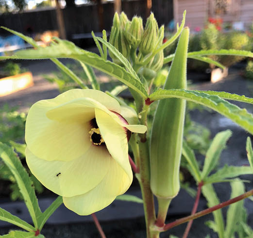 A closeup of a pale yellow okra flower with dark purple center growing on stalk next to an okra pod.