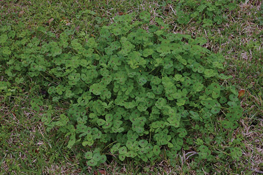 A large patch of weeds called spotted burclover growing in turfgrass. Each leaf has three lobes with brown spots on a green leaf.