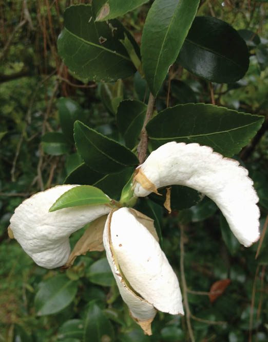 A camellia branch with three white galls on the end of the branch.