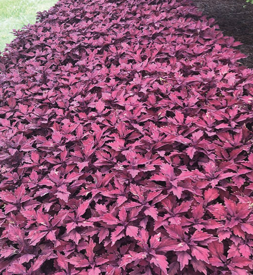 A mass planting of coleus. This is a plant that has burgundy colored leaves.