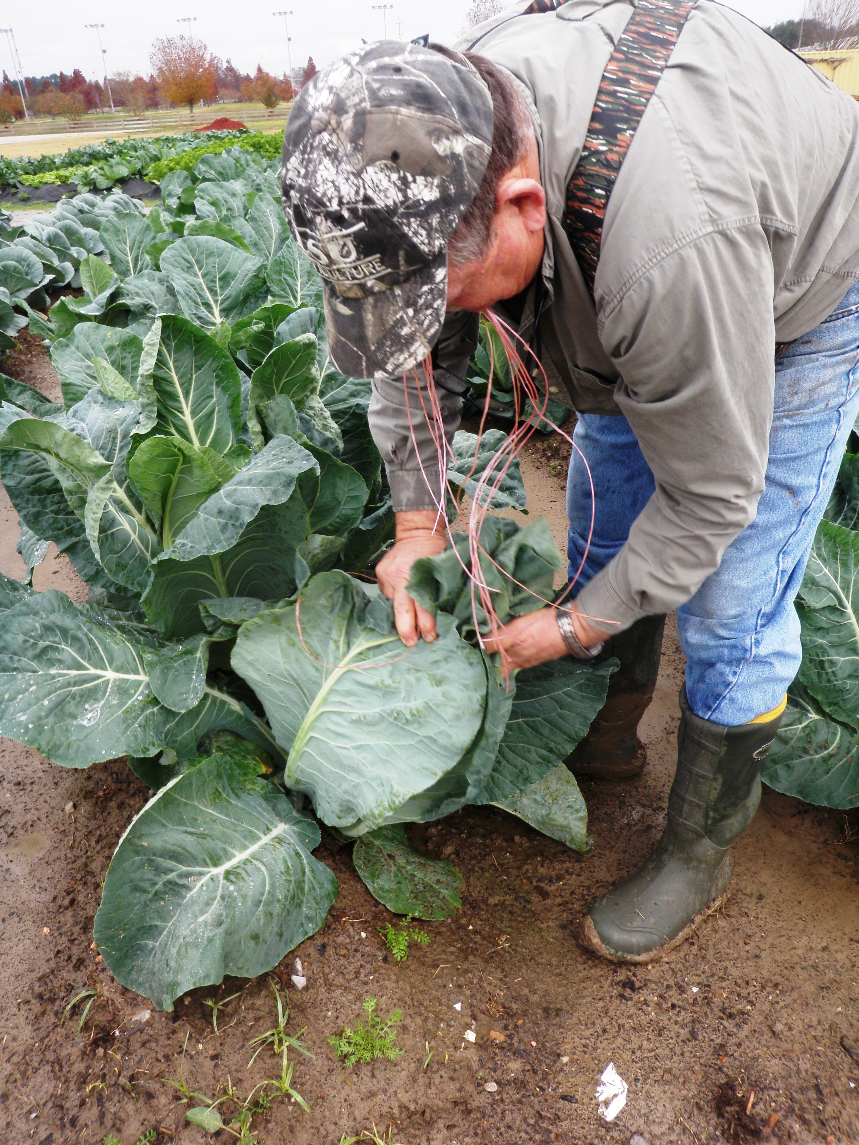 Grow delicious fall vegetables