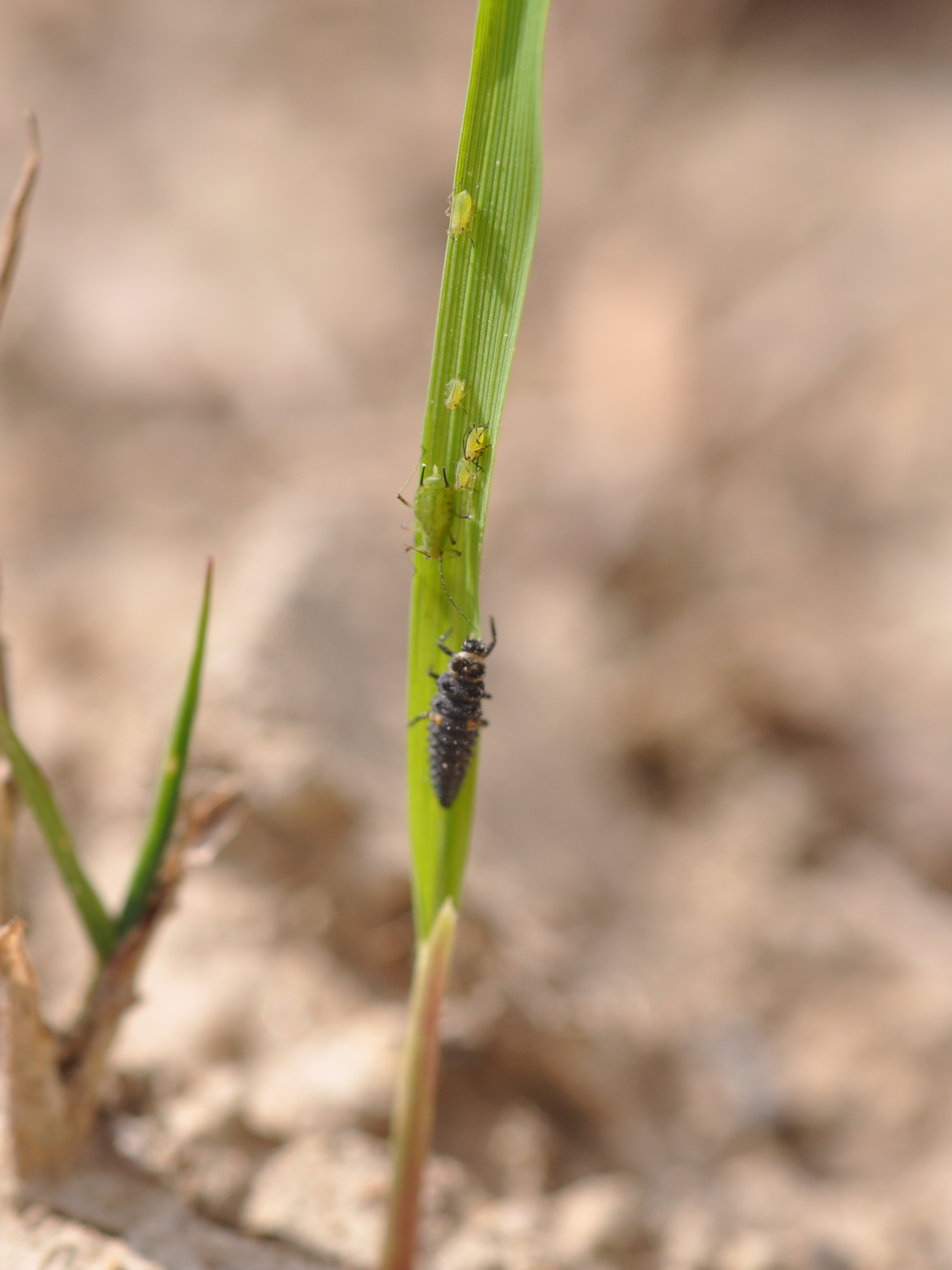 Lady Beetle Larva and Aphids