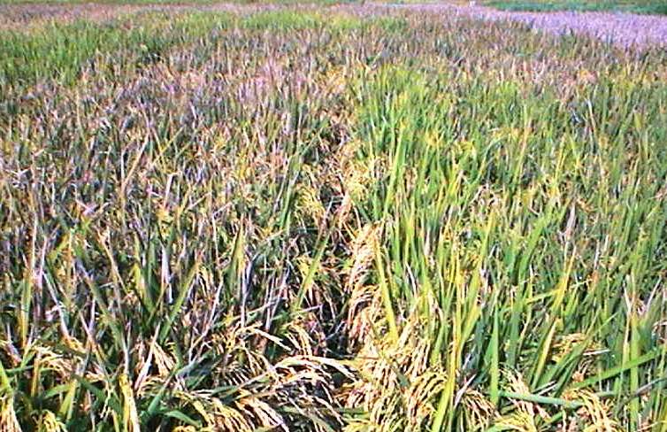 Unsprayed and Propiconazole-Sprayed Plot