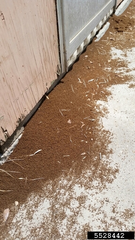 Tawny Crazy Ants: No Stingers but Pests Nonetheless