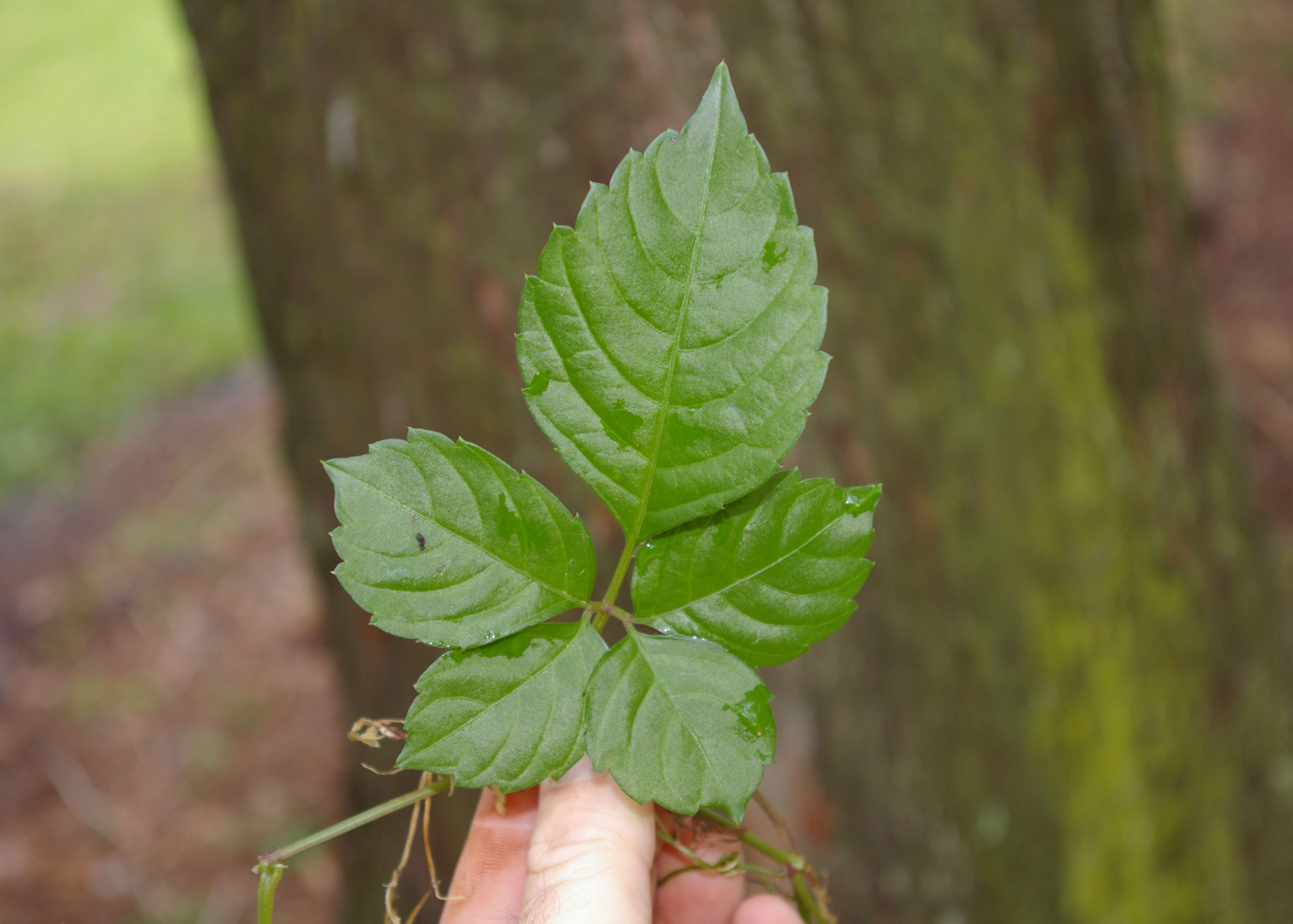 Managing Two Highly Invasive Weed Species in Landscapes
