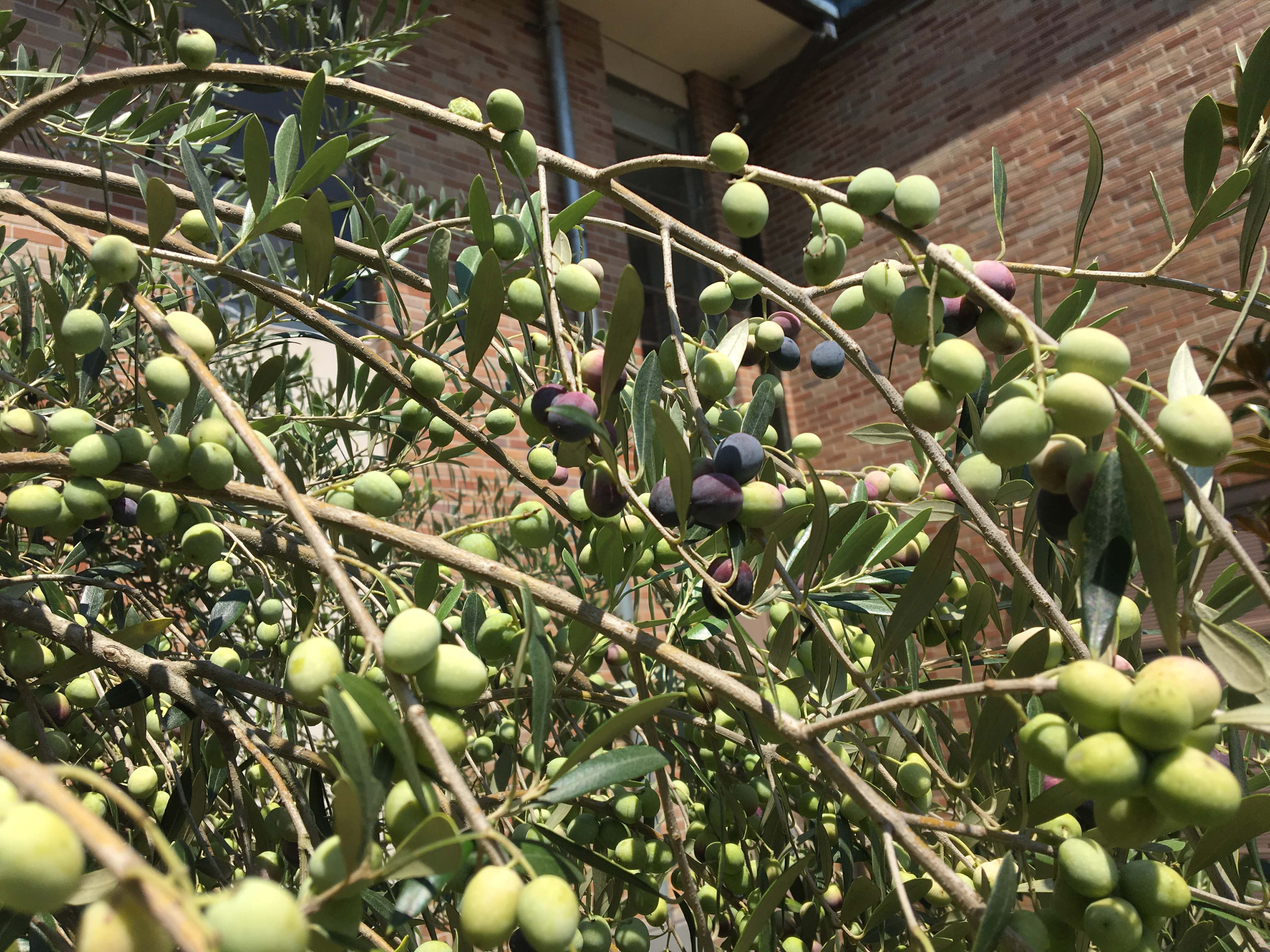 olivesJPG
