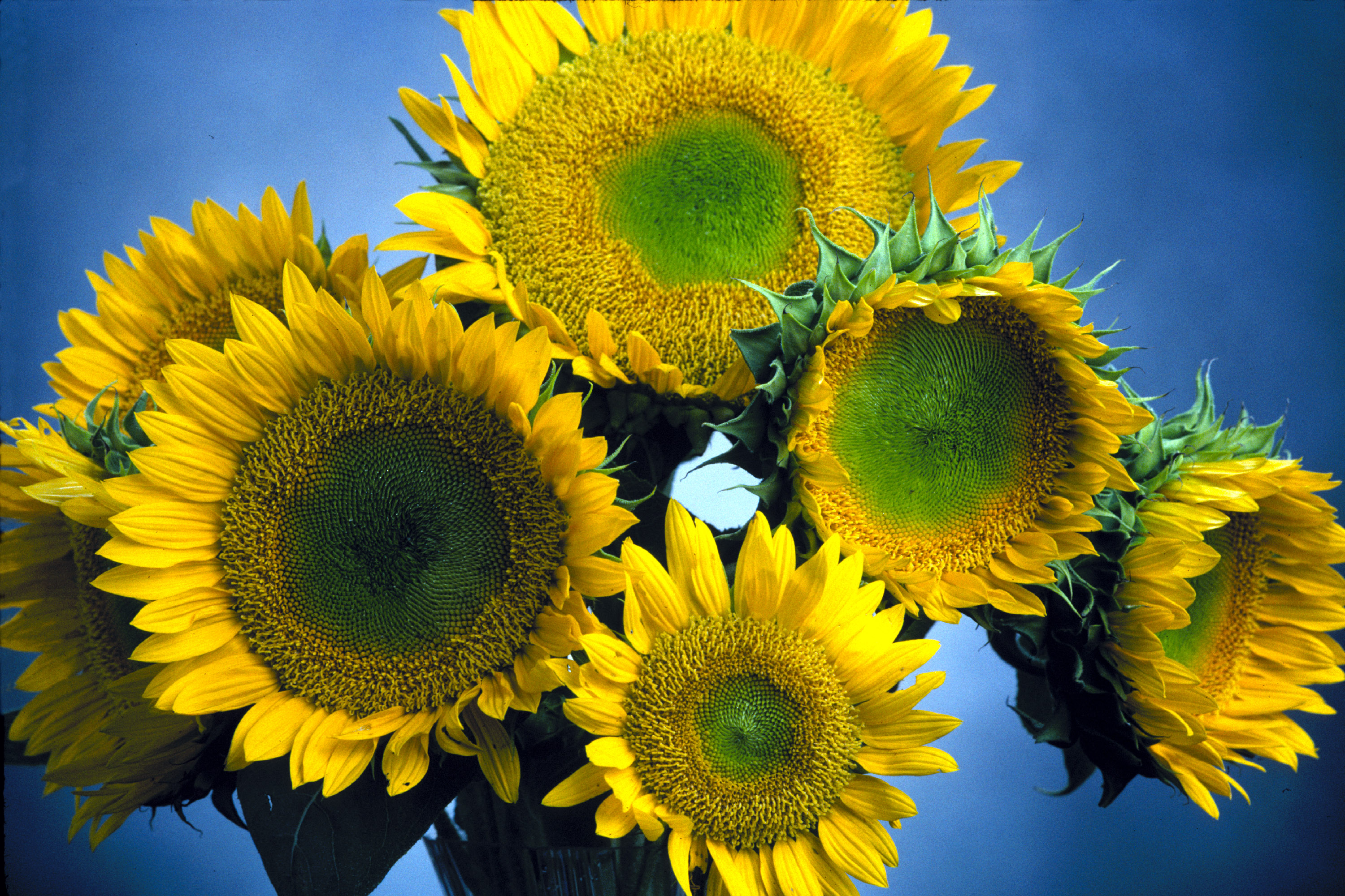 sunflowersjpg