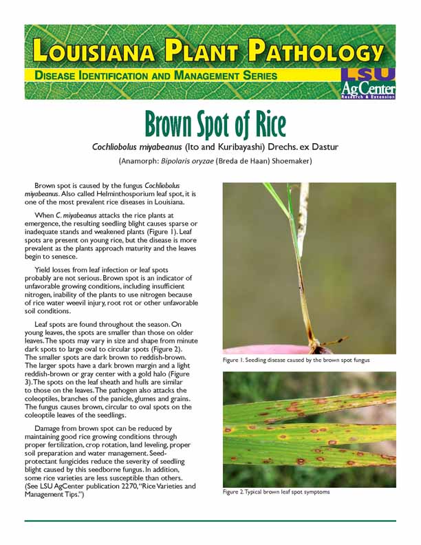 Brown Spot