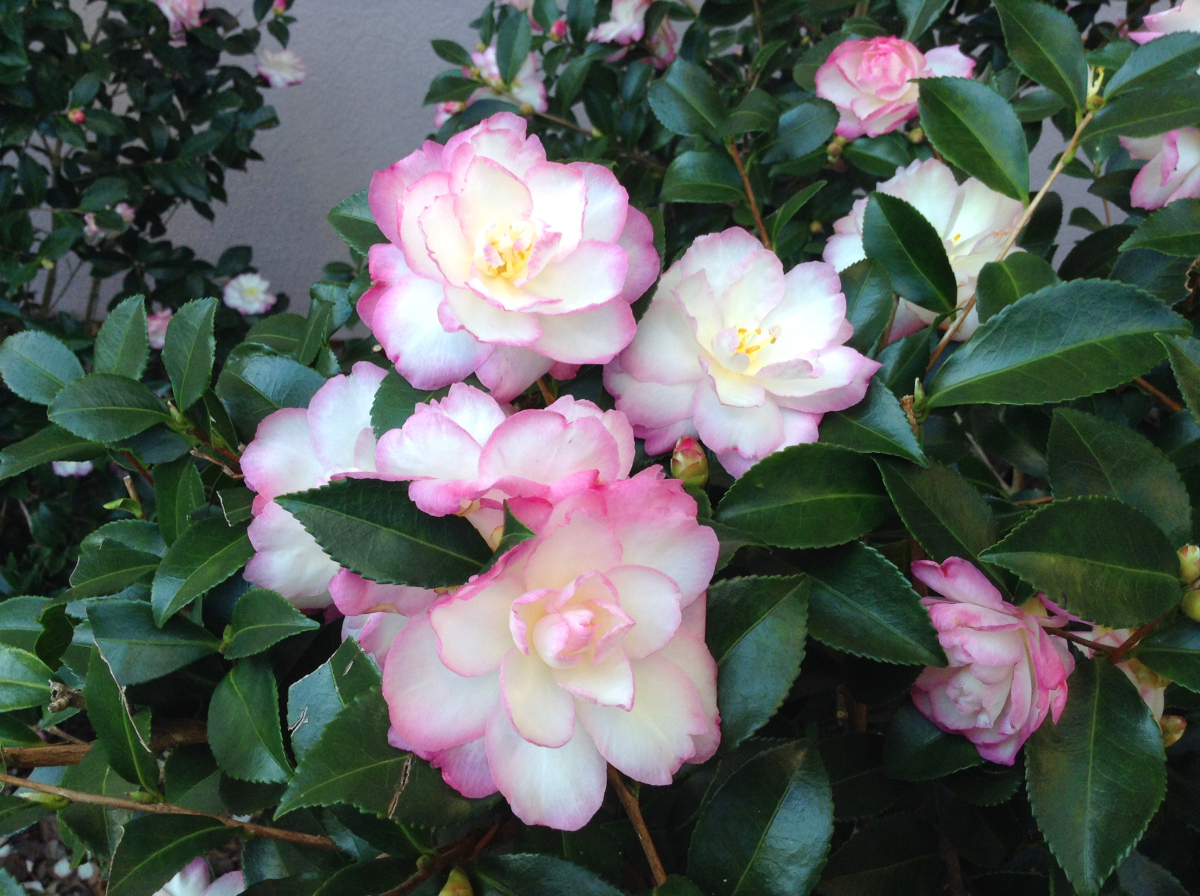 Leslie Ann sasanqua named Louisiana Super Plant