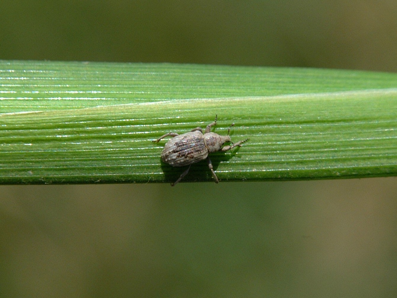 Rice Water Weevil Adult 2