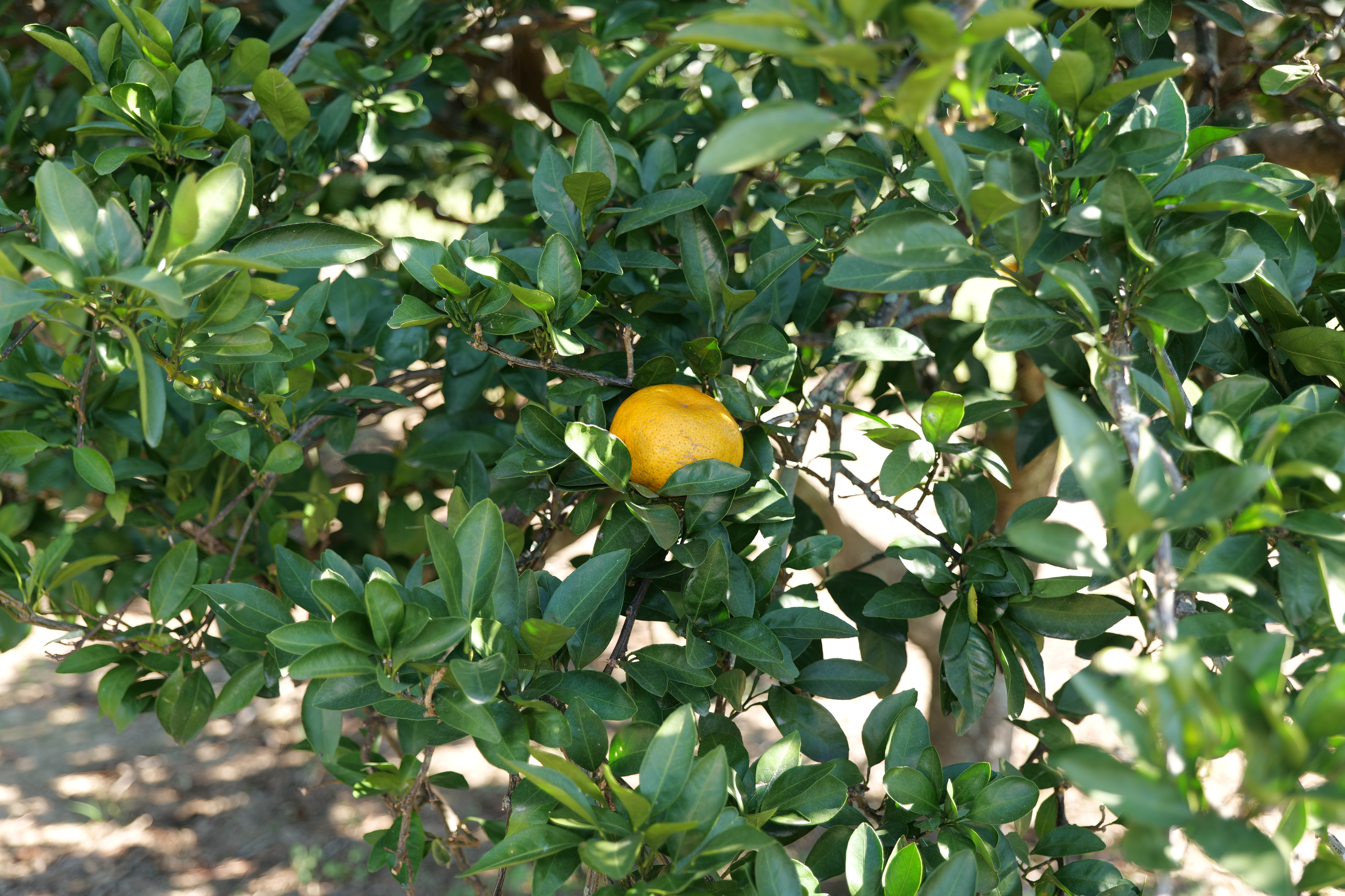 Want to grow citrus trees? Make sure to plant when the time is right for your location
