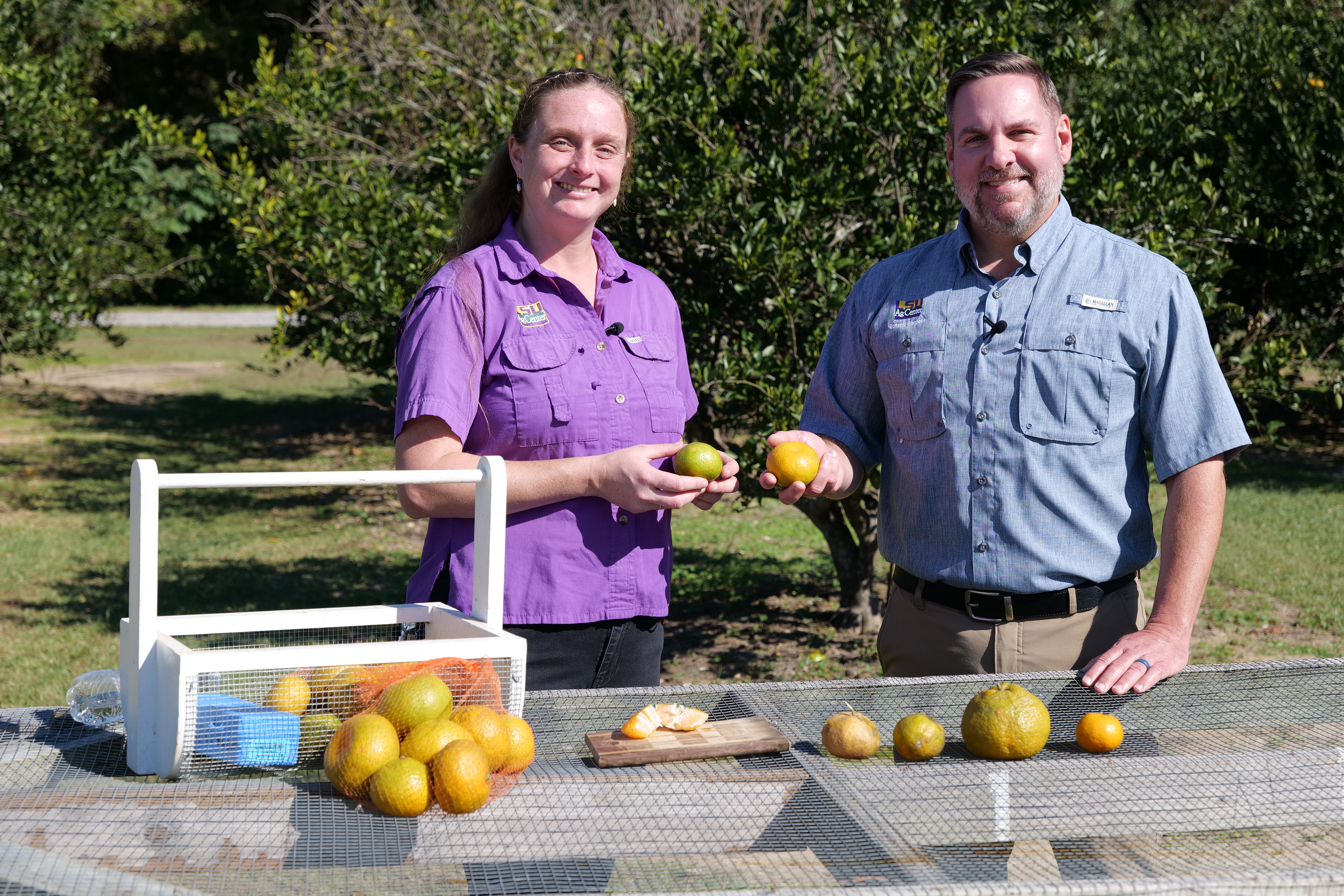 Woman and man standing at table with satsumas and trees behind them.