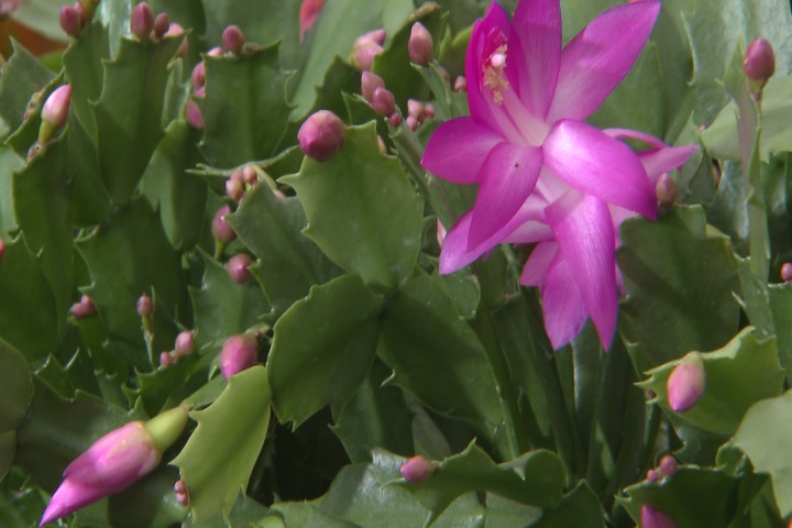Christmas cactus adds beauty to the holidays and beyond