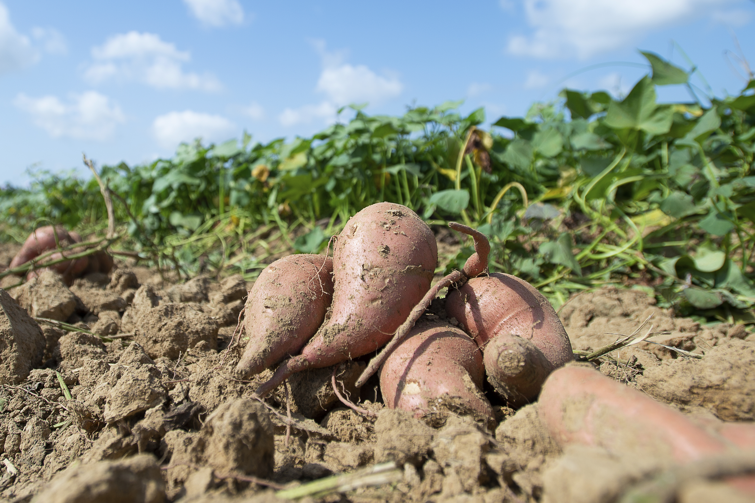 LSU AgCenter 2021 Sweet Potato Research Station Virtual Field Day