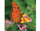 gulf-fritillaryjpg