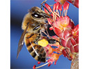 honeybeejpg
