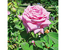 rose-BelindasDreamjpg