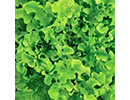 SaladBowljpg