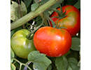 tomatojpg