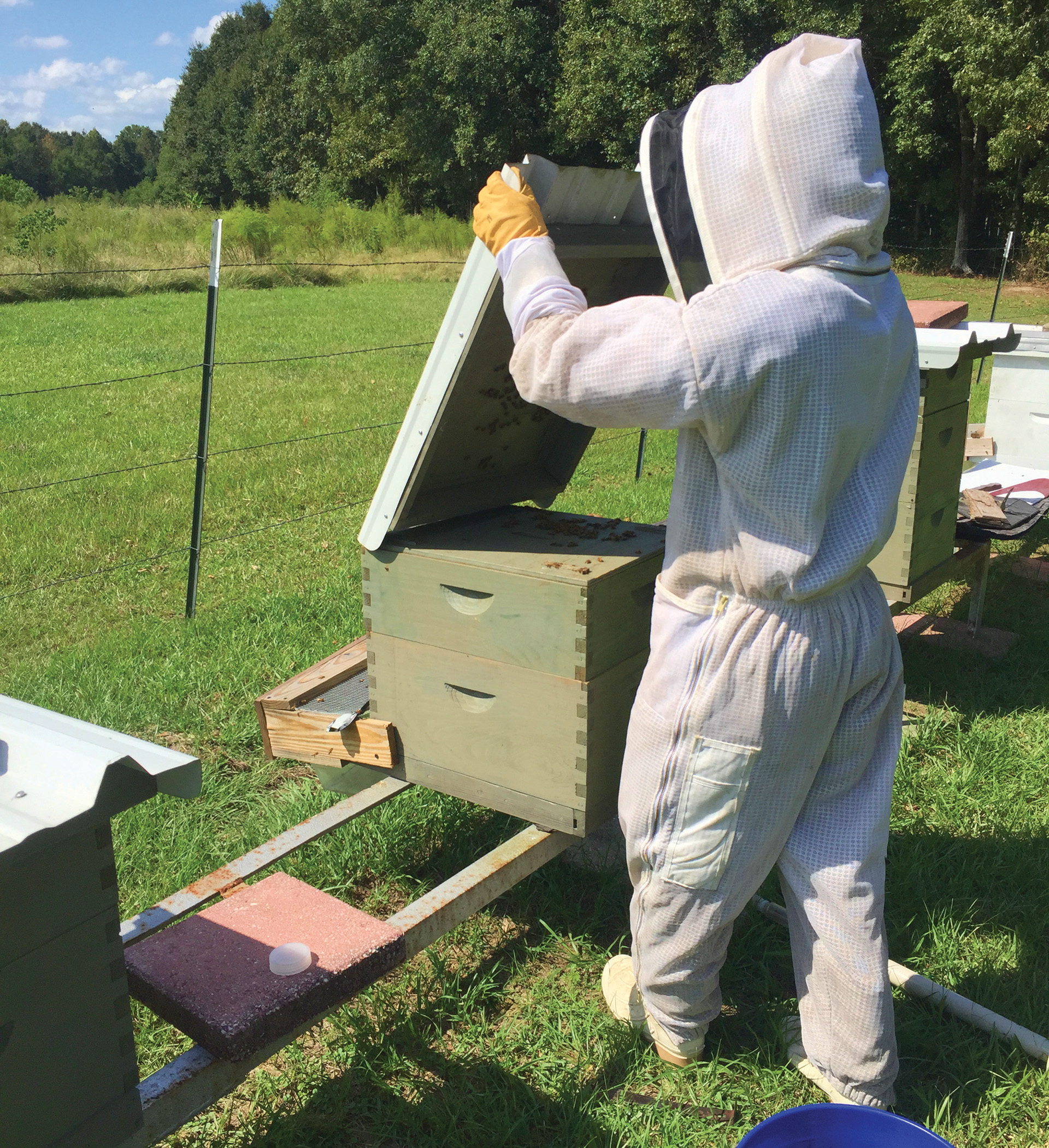 beehive.jpg thumbnail