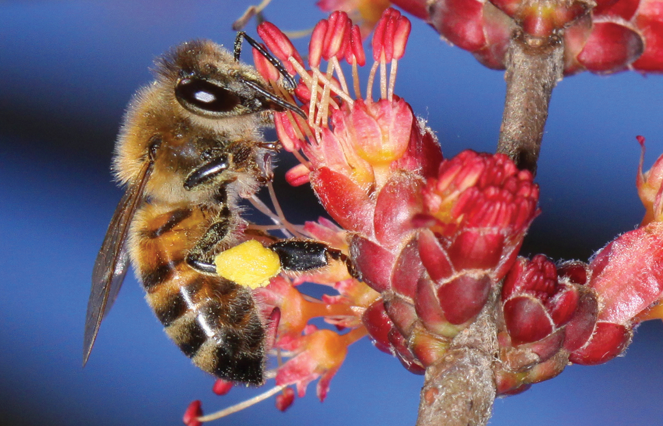 Evaluating Public Health Pesticides on Honeybee Health and Mortality