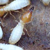 Formosan subterranean termite 