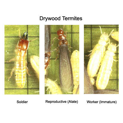 Types of Termites in Louisiana
