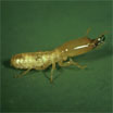 Native subterranean termite