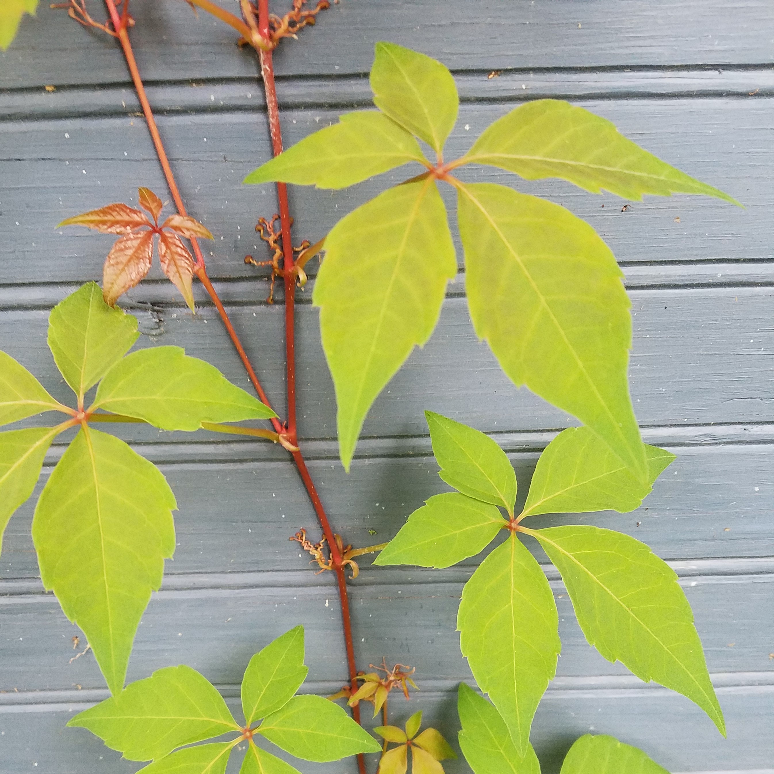 Vine with leaves with five leaflets.