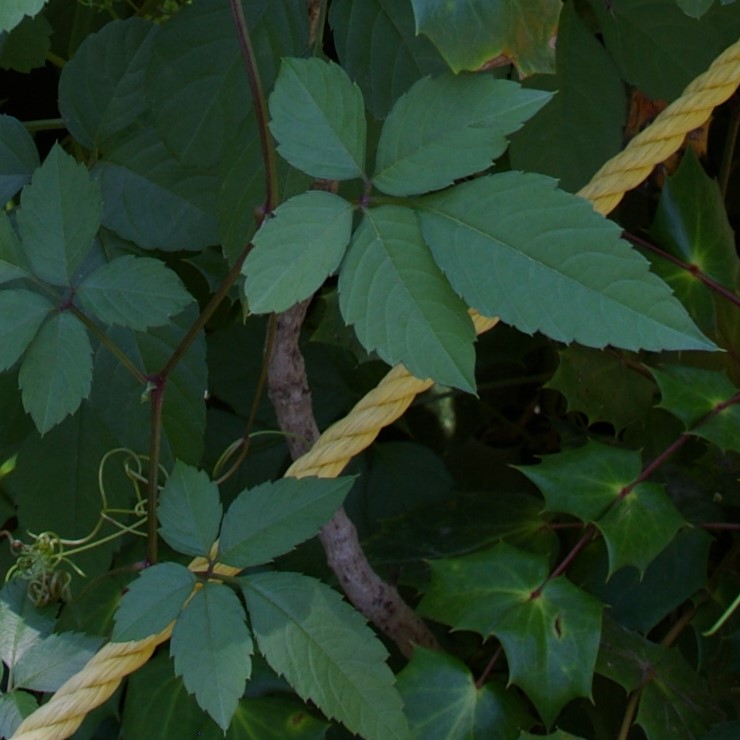 Vine with leaves with 5 leaflets. One leaflet has longer stem than others.