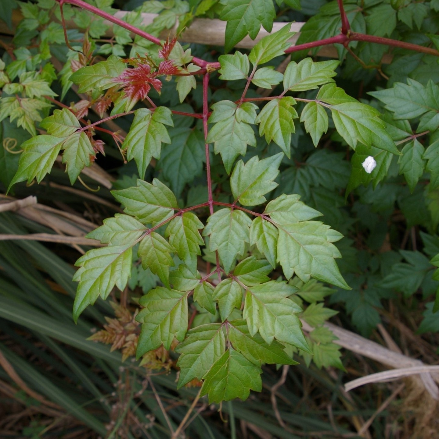 Vine with bipinnately or tripinnately compound leaves.