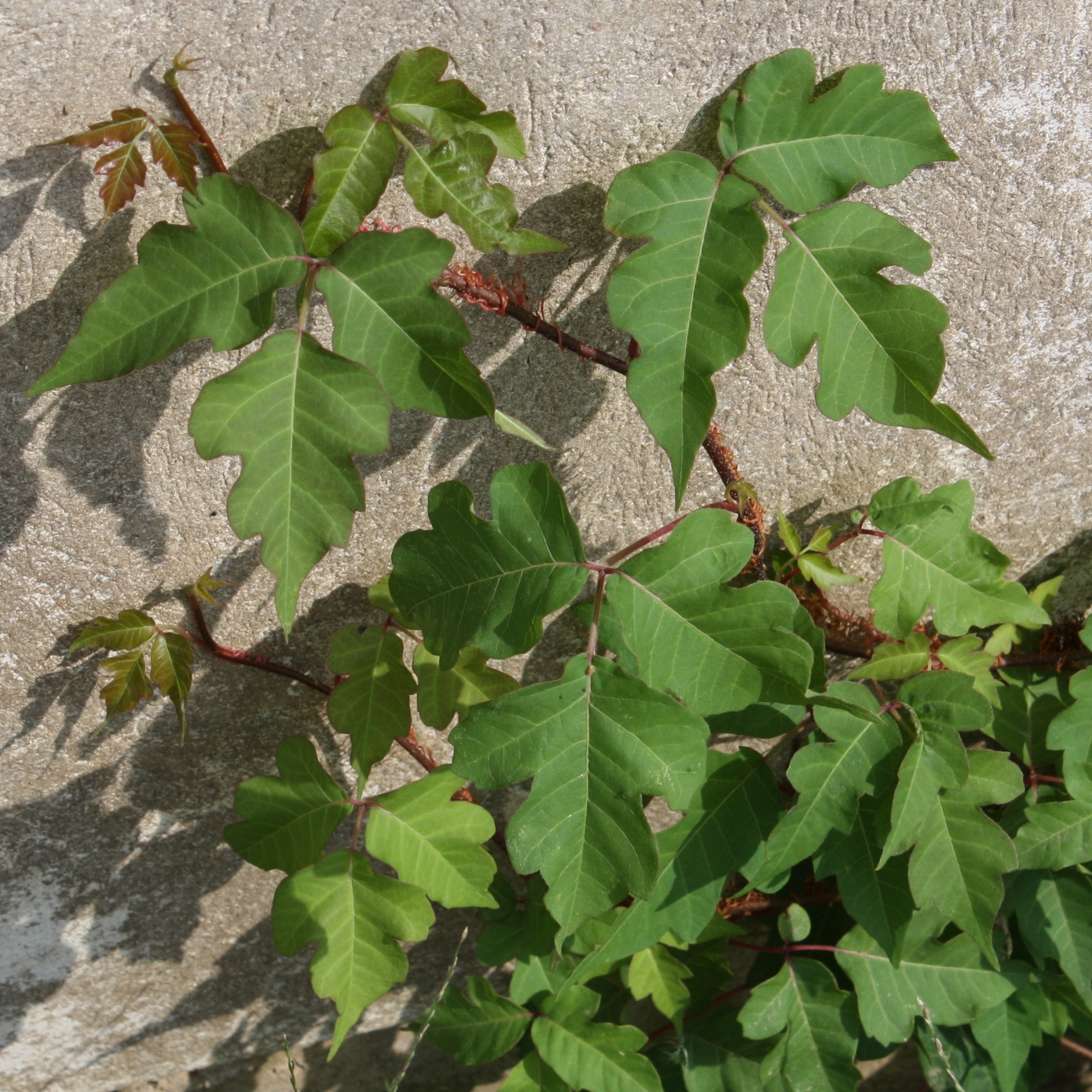 Distinguishing Poison Ivy from its Look-Alikes